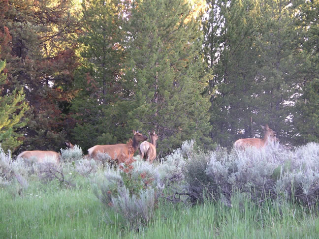 images/C-Mule deers acrossing the road.jpg